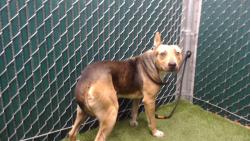 Shelter Stray Male Dog last seen , 11258 Garfield Ave, Downey, CA 90242, USA