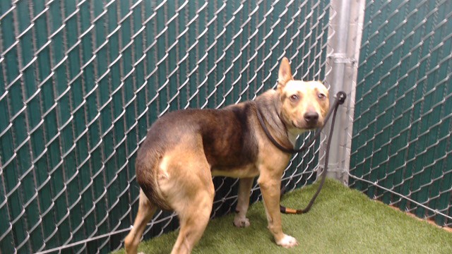 Shelter Stray Male Dog last seen , 11258 Garfield Ave, Downey, CA 90242, USA