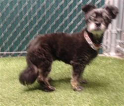 Shelter Stray Female Dog last seen , 11258 Garfield Ave, Downey, CA 90242, USA