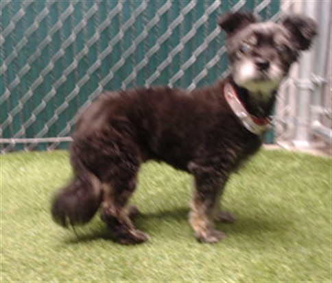 Shelter Stray Female Dog last seen , 11258 Garfield Ave, Downey, CA 90242, USA