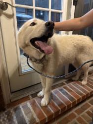 Found/Stray Male Dog last seen Veterans park, Rogers, AR 72756