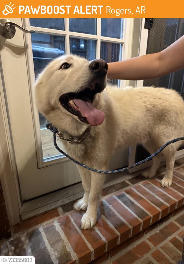 Found/Stray Male Dog last seen Veterans park, Rogers, AR 72756