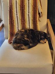 Reunited Female Cat last seen Brookdale and Tudor, Naperville, IL 60563