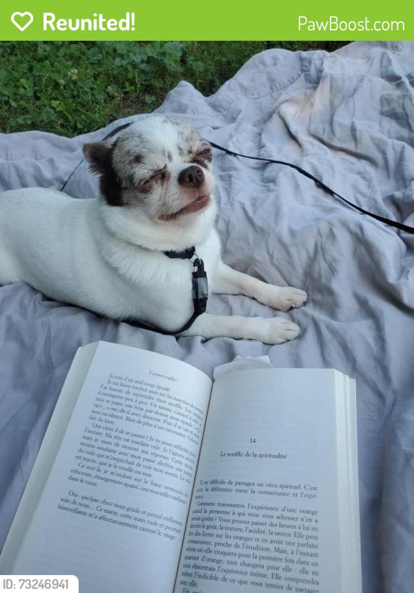 Reunited Female Dog last seen Ranch massawippi, Roxton Pond, QC J0E 1Z0