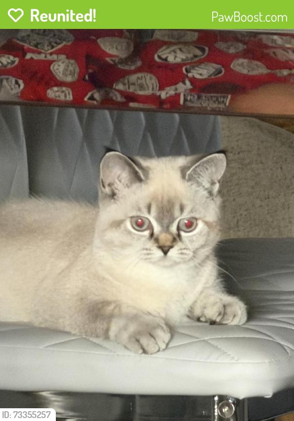 Reunited Female Cat last seen Near NE 25th Ave, Fort Lauderdale, FL 33308, USA, Fort Lauderdale, FL 33308