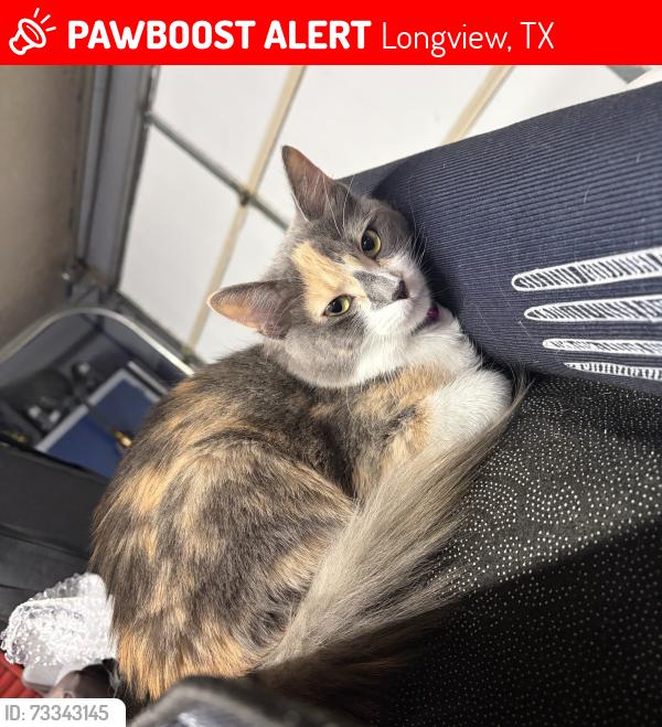 Lost Female Cat last seen Fenton road or Spring Hill park, Longview, TX 75604