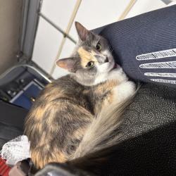 Lost Female Cat last seen Fenton road or Spring Hill park, Longview, TX 75604