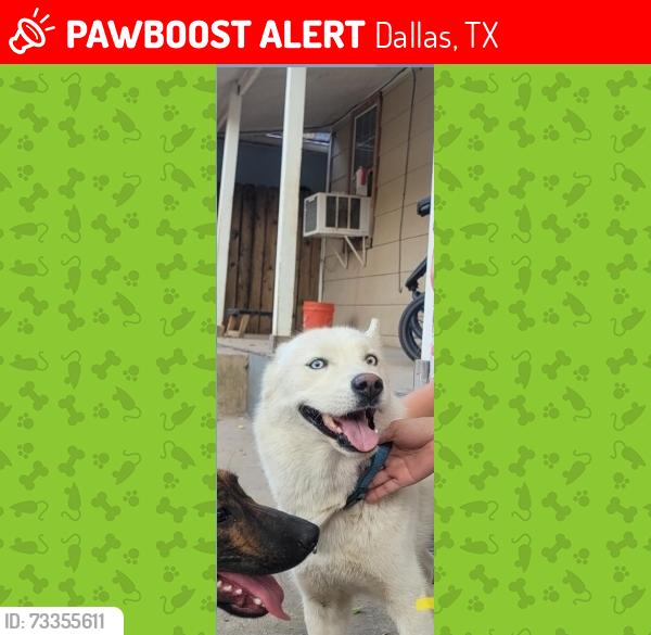 Lost Male Dog last seen Davis and tyler, Dallas, TX 75208