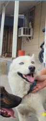 Lost Male Dog last seen Davis and tyler, Dallas, TX 75208