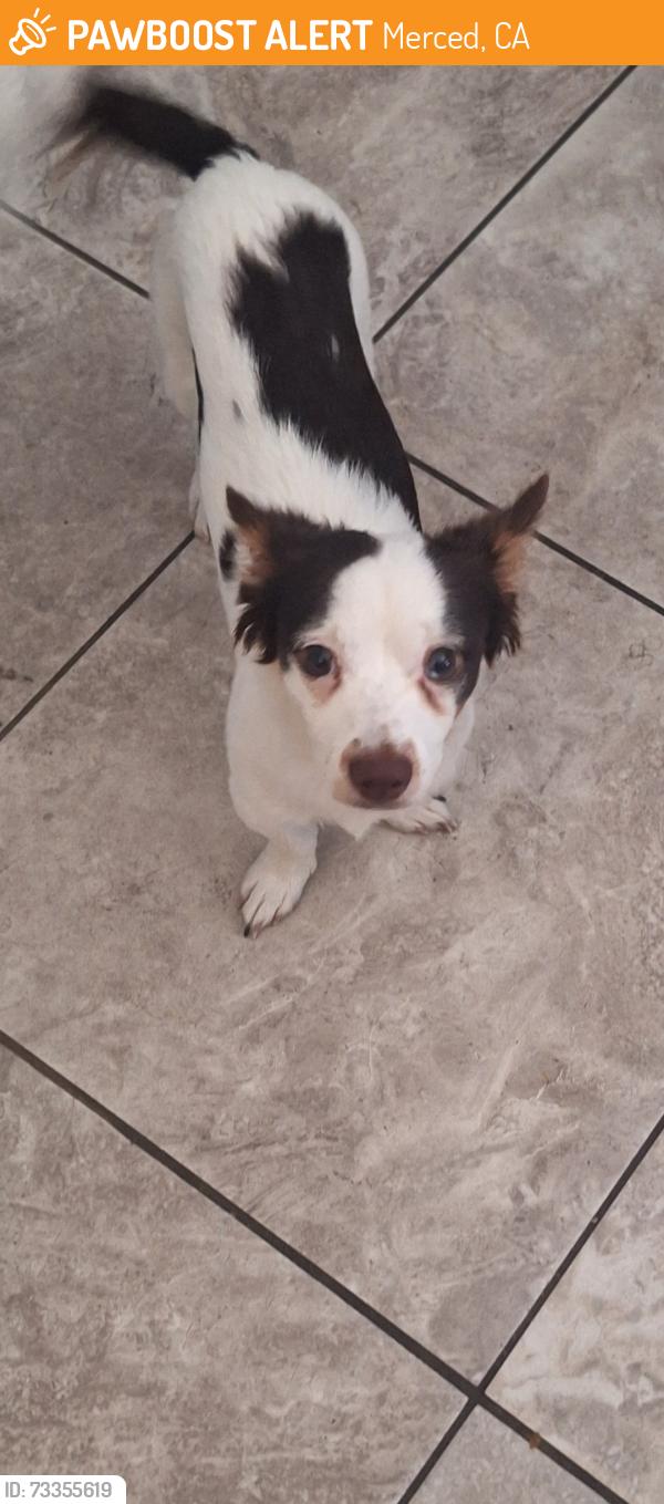 Found/Stray Male Dog last seen Canal and Main street, Merced, CA 95341