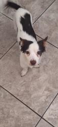 Found/Stray Male Dog last seen Canal and Main street, Merced, CA 95341