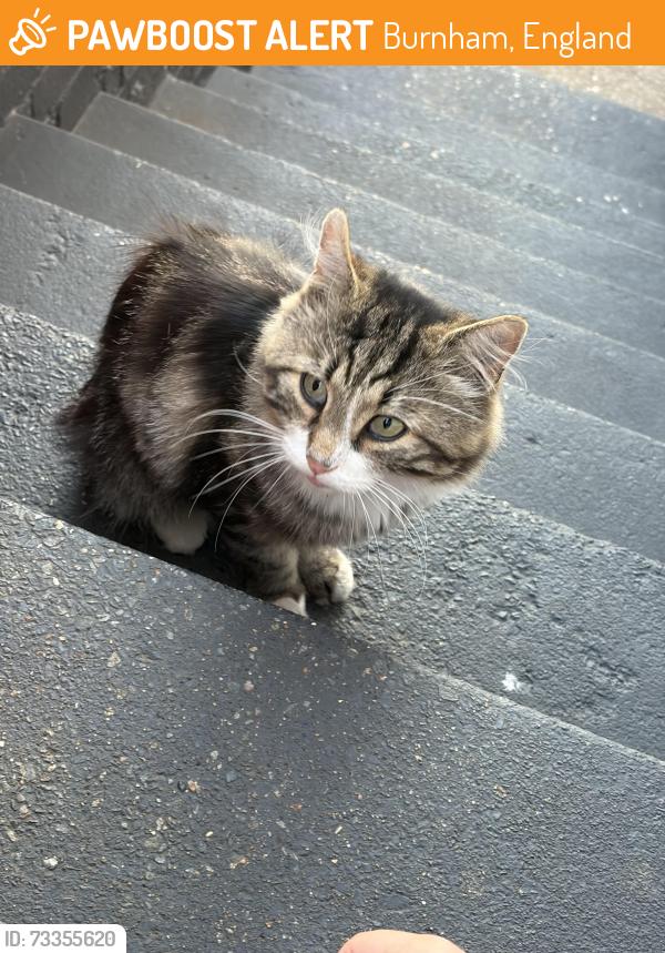 Found/Stray Unknown Cat last seen Priory Park, Burnham, England 