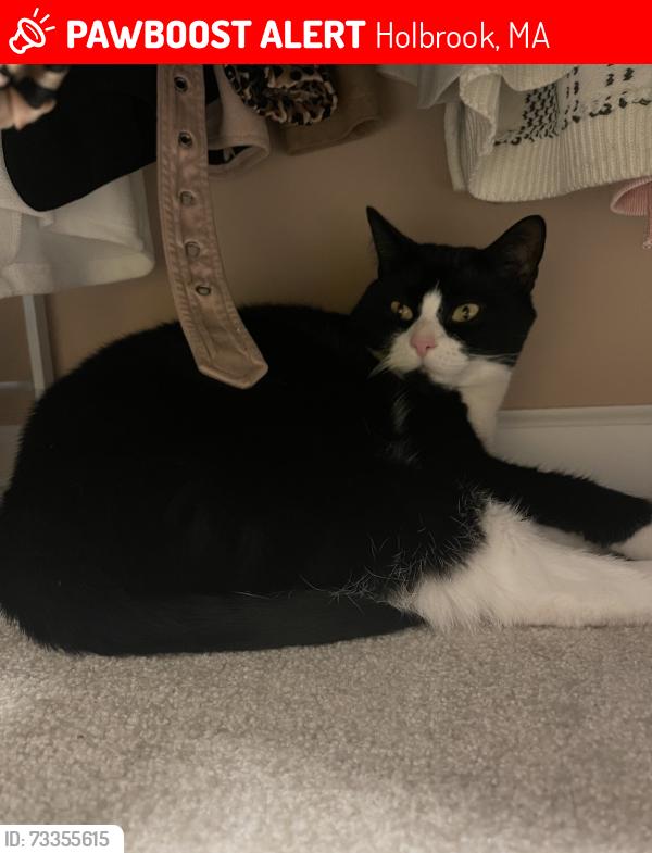 Lost Male Cat last seen Belair drive Holbrook mass, Holbrook, MA 02343