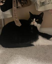 Lost Male Cat last seen Belair drive Holbrook mass, Holbrook, MA 02343