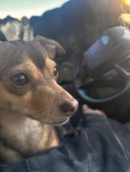 Lost Male Dog last seen Baseline and 35th avenue, Phoenix, AZ 85339