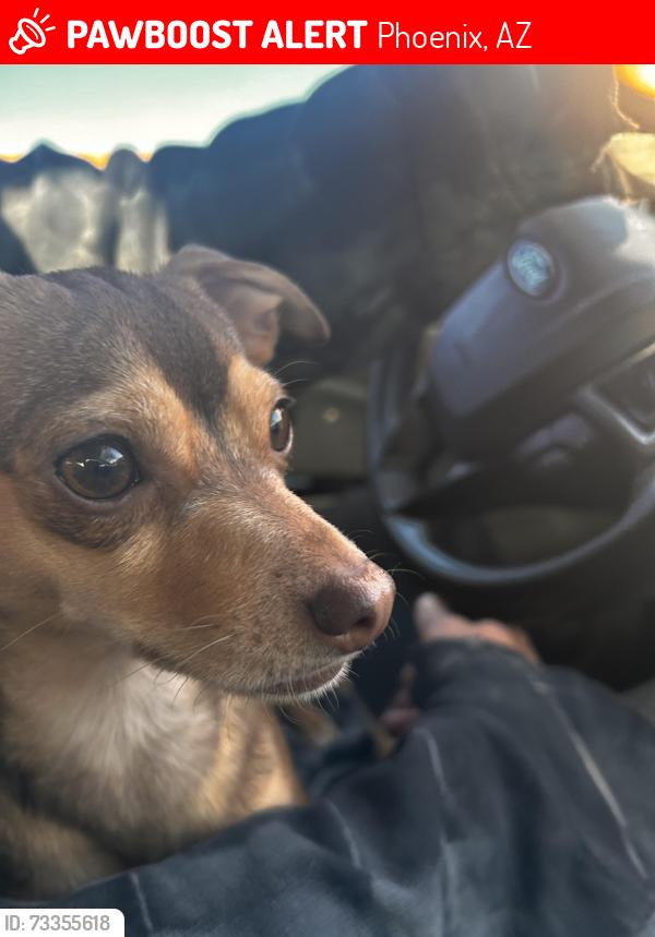 Lost Male Dog last seen Baseline and 35th avenue, Phoenix, AZ 85339