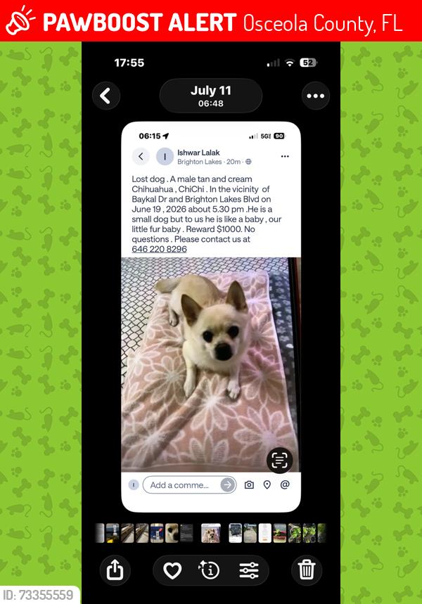 Lost Male Dog last seen Pleasant Hill in the Brighton Lakes Community, Osceola County, FL 34746