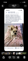 Lost Male Dog last seen Pleasant Hill in the Brighton Lakes Community, Osceola County, FL 34746