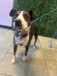 Shelter Stray Female Dog last seen Near Dorsey Dr, CITY of El Paso, TX, 5001 Fred Wilson Ave, El Paso, TX 79906, USA