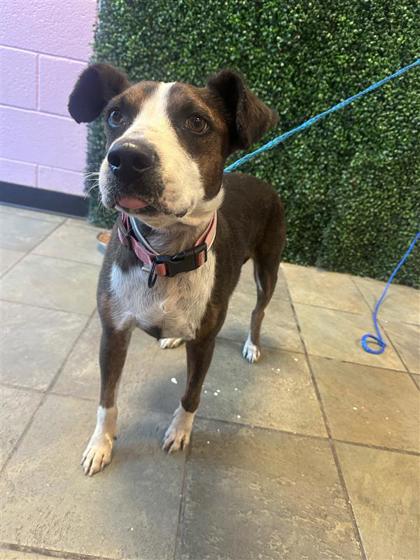 Shelter Stray Female Dog last seen Near Dorsey Dr, CITY of El Paso, TX, 5001 Fred Wilson Ave, El Paso, TX 79906, USA