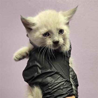 Shelter Stray Male Cat last seen Near Singing Quail, CITY of El Paso, TX, 5001 Fred Wilson Ave, El Paso, TX 79906, USA