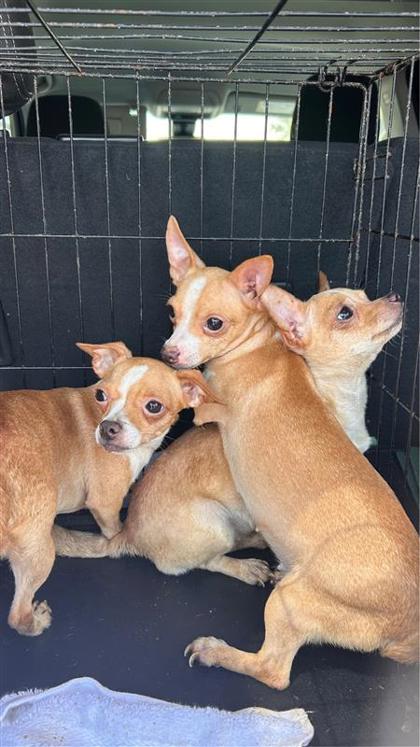 Shelter Stray Female Dog last seen Near block Countryside Ct, Williamson County, TX, 1855 SE Inner Loop, Georgetown, TX 78626, USA