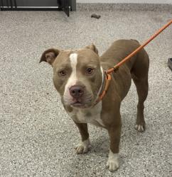 Shelter Stray Male Dog last seen Little mt rd, County/Unicorporated, NC, 1491 Business Park Ct, Gastonia, NC 28052, USA