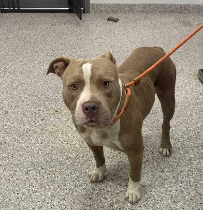 Shelter Stray Male Dog last seen Little mt rd, County/Unicorporated, NC, 1491 Business Park Ct, Gastonia, NC 28052, USA