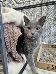 Shelter Stray Male Cat last seen Near block 1st Ave, City of Eau Claire, WI, 3900 Old Town Hall Rd, Eau Claire, WI 54701, USA