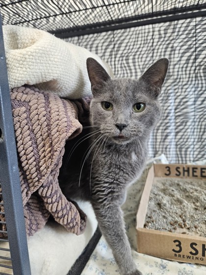 Shelter Stray Male Cat last seen Near block 1st Ave, City of Eau Claire, WI, 3900 Old Town Hall Rd, Eau Claire, WI 54701, USA