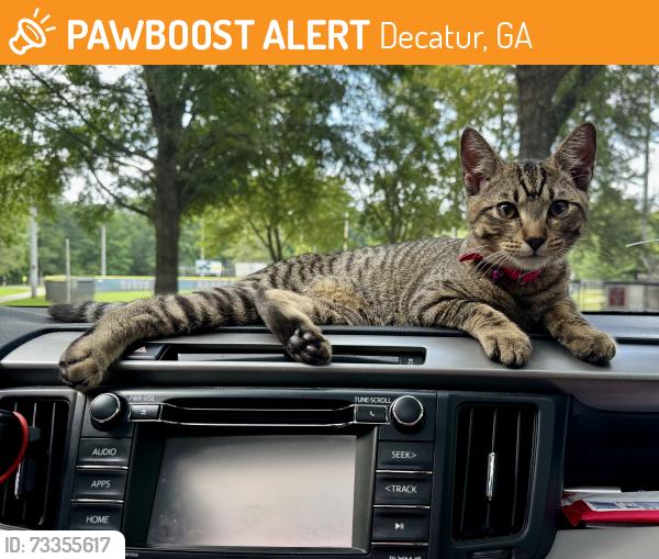 Found/Stray Male Cat last seen Clairmont Rd and North Decatur Rd, Decatur, GA 30307