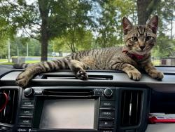Found/Stray Male Cat last seen Clairmont Rd and North Decatur Rd, Decatur, GA 30307