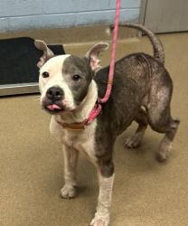 Shelter Stray Female Dog last seen , , GA, 3280 Chamblee Dunwoody Rd, Chamblee, GA 30341, USA