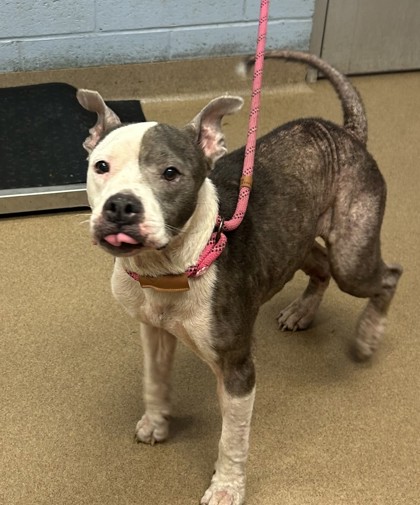 Shelter Stray Female Dog last seen , , GA, 3280 Chamblee Dunwoody Rd, Chamblee, GA 30341, USA
