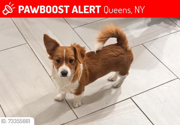 Lost Female Dog last seen 71-07 52nd ave, Queens, NY 11378