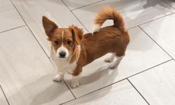 Lost Female Dog last seen 71-07 52nd ave, Queens, NY 11378