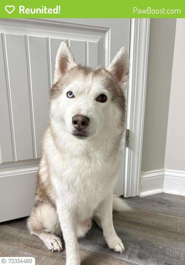 Reunited Male Dog last seen sterling ferms, Jacksonville, NC 28546
