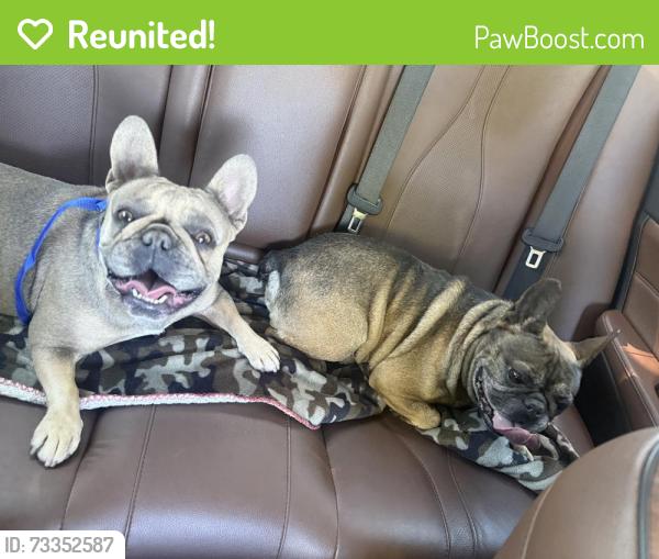 Reunited Male Dog last seen Modesto, CA 95355, USA, Modesto, CA 95355