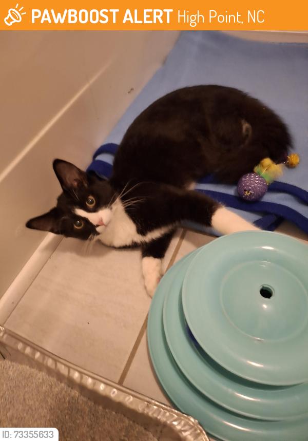 Found/Stray Male Cat last seen La Hacienda, Planet Fitness, High Point, NC 27263