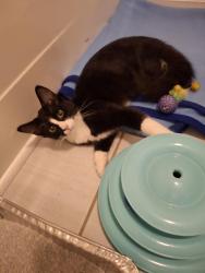 Found/Stray Male Cat last seen La Hacienda, Planet Fitness, High Point, NC 27263