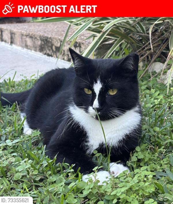 Lost Male Cat last seen Meed Racquet Club, Palm Beach County, FL 33467