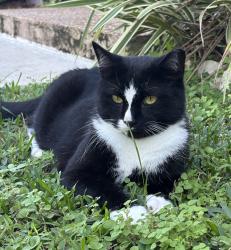 Lost Male Cat last seen Meed Racquet Club, Palm Beach County, FL 33467