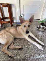 Found/Stray Male Dog last seen Apple Arbor Dr , Woodriver, Spring, TX 77373