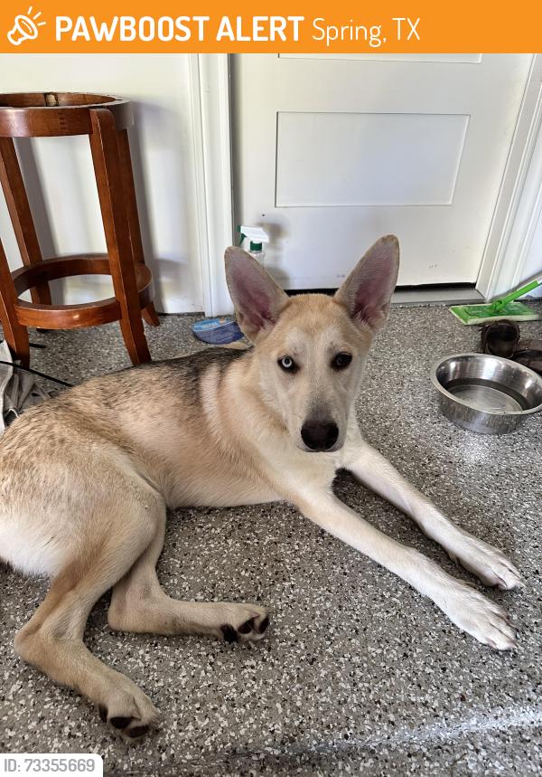 Found/Stray Male Dog last seen Apple Arbor Dr , Woodriver, Spring, TX 77373