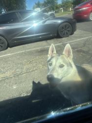 Found/Stray Male Dog last seen Near grand canal, Stockton, CA 95207