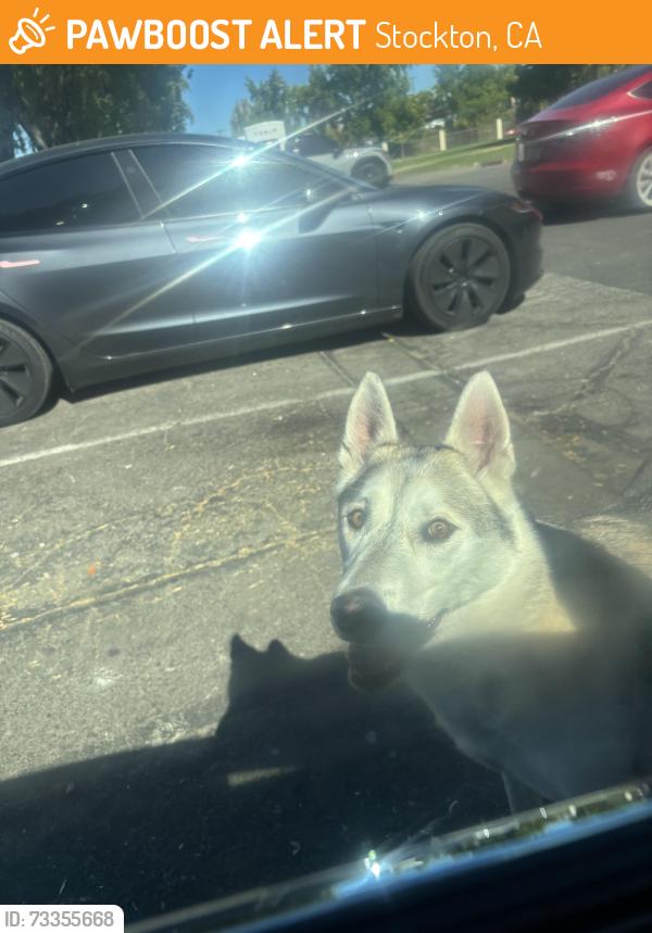 Found/Stray Male Dog last seen Near grand canal, Stockton, CA 95207