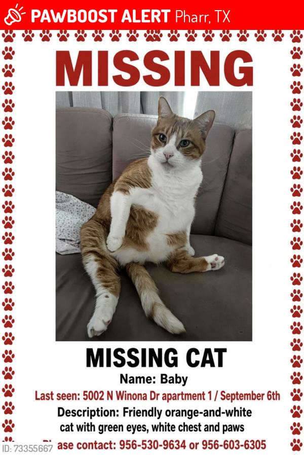 Lost Male Cat last seen Near N Winona Dr Pharr Texas, Pharr, TX 78577