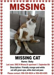 Lost Male Cat last seen Near N Winona Dr Pharr Texas, Pharr, TX 78577