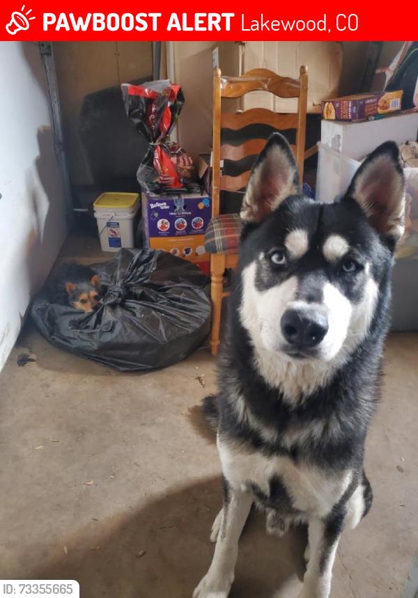 Lost Male Dog last seen Mississippi &Garrison, Lakewood, CO 80226