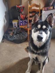 Lost Male Dog last seen Mississippi &Garrison, Lakewood, CO 80226